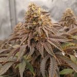 Fast Buds Papayton semena neobsahují THC 10 ks – Hledejceny.cz