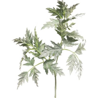 Petrželka kráva - Cow parsley zelená V70 cm – Zboží Mobilmania