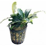 Bucephalandra theia – Zboží Dáma
