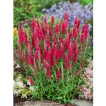 Rozrazil 'Veronica Rotfuchs' 1 ks – Hledejceny.cz