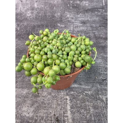 Senecio Rowleyanus 11 cm – Hledejceny.cz