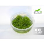 Eleocharis pusilla – Zboží Dáma