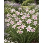 Mečík nanus 'Nymph' 5 ks – Sleviste.cz