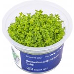 Hemianthus callitrichoides Cuba – Zboží Mobilmania