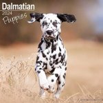 Dalmatian Puppies Square Dog Puppy Breed Wall 16 Month 2024 – Hledejceny.cz