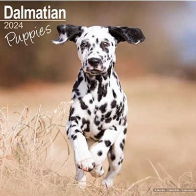 Dalmatian Puppies Square Dog Puppy Breed Wall 16 Month 2024