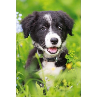 DINO Zvířátka Štěně 54 dílků – Zboží Dáma