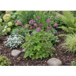 Jarmanka větší 'Astrantia Major Rosea' 1 ks – Sleviste.cz
