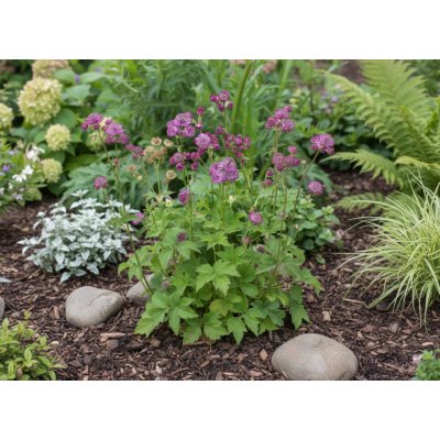 Jarmanka větší 'Astrantia Major Rosea' 1 ks – Sleviste.cz