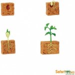 SAFARI Životní cyklus Zelená fazole – Hledejceny.cz