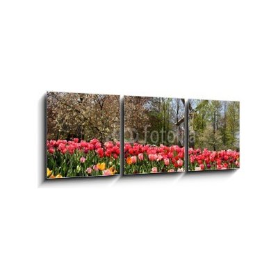 Obraz 3D třídílný - 150 x 50 cm - Holland windmills and tulips Holland větrné mlýny a tulipány – Zboží Mobilmania