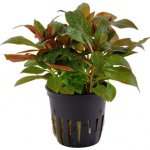 Ludwigia glandulosa - Zakucelka žláznatá – Hledejceny.cz