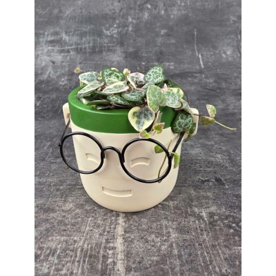 Ceropegia Woodii variegata 8,5 cm – Zboží Dáma