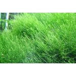 Vesicularia reticulata Erect moss – Zboží Dáma