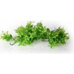 Unionstar Ficus L 40 cm – Zboží Mobilmania