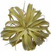 Květina Kykatka - Tilandsie zelená V33 cm