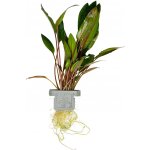Cryptocoryne beckettii Petchii – Sleviste.cz