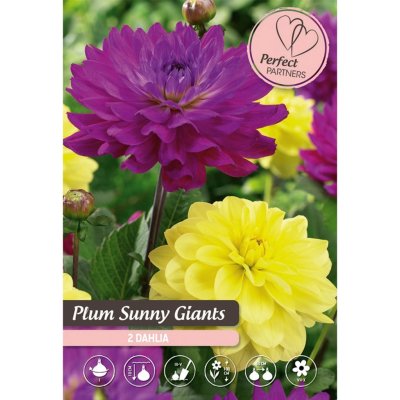 Směs jiřin Plum Sunny Giants