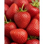 Jahodárna Brozany Jahodník 'Cabrillo' 12 ks stáleplodící Sazenice: Frigo sadba "A" standard 12 ks – Hledejceny.cz