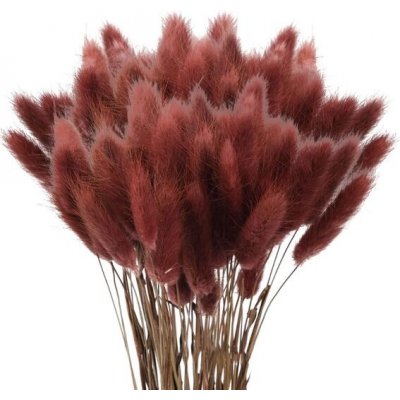 60 ks sušené pampasové trávy sušený lagurus – Zboží Dáma