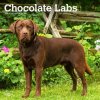 Kalendář Labrador Retrievers Chocolate Square 2024