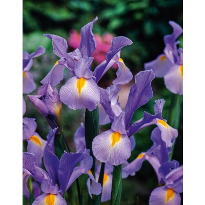 Kosatec 'King Mauve hollandica' 10 ks – Zboží Mobilmania