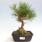 e-bonsai Venkovní bonsai - Pinus thunbergii - Borovice thunbergova – Hledejceny.cz