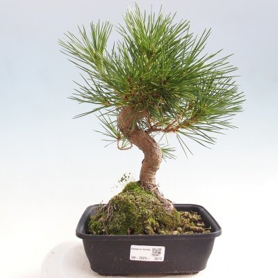 e-bonsai Venkovní bonsai - Pinus thunbergii - Borovice thunbergova – Hledejceny.cz