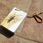 Brouci - Kapesní atlas | Pavlína Lörinczová – Sleviste.cz