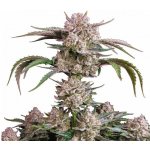 420 Fast Buds Strawberry Gorilla AUTO semena neobsahují THC 1 ks – Zboží Dáma