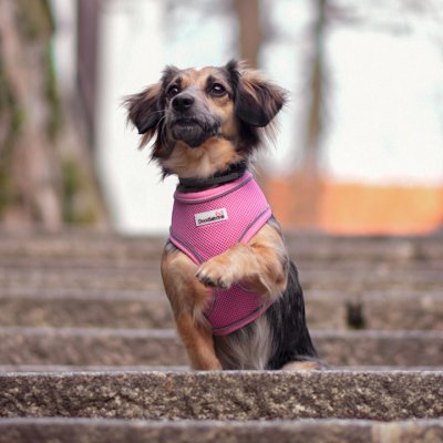 Doodlebone Postroj Airmesh – Sleviste.cz