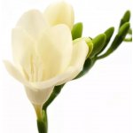 Frézie EN WHITE SERENADE 56 cm / 20 g – Zboží Dáma