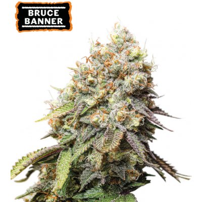 Seedstockers Bruce Banner semena neobsahují THC 3 ks – Zboží Dáma