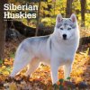 Kalendář Siberian Huskies Square 2024