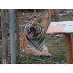 Ošetřovatelem v zoo na jeden den + nocování | zážitkový poukaz – Hledejceny.cz