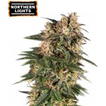 Seedstockers Northern Lights AUTO semena neobsahují THC 3 ks – Zboží Mobilmania