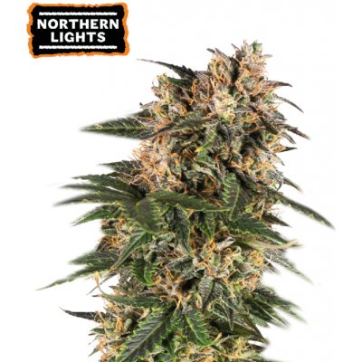 Seedstockers Northern Lights AUTO semena neobsahují THC 3 ks – Zboží Mobilmania