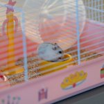 Ferplast Criceti 9 Princess Klec pro křečky White 46 x 29,5 x 23 cm – Hledejceny.cz