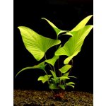 Anubias hastifolia – Sleviste.cz