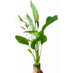 Echinodorus Fluitans matečný – Hledejceny.cz