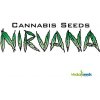 Nirvana White Rhino semena neobsahují THC 10 ks