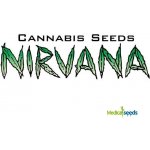Nirvana White Widow semena neobsahují THC 10 ks – Sleviste.cz