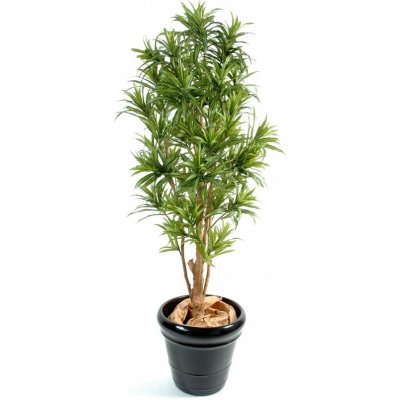 DRACAENA REFLEXA STROM, 180cm – Zboží Mobilmania