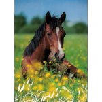 Pohlednice Kůň 100 – Zboží Dáma