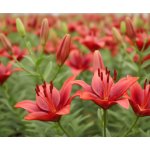 Lilie 'Rapid Red' 1 ks – Zboží Dáma
