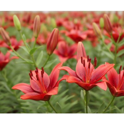 Lilie 'Rapid Red' 1 ks – Zboží Dáma