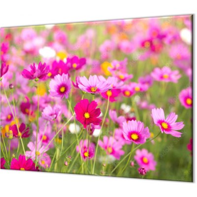 Glasdekor Skleněná kuchyňská deska louka fialových kopretin - Ochranná deska: 60x90cm, Lepení na zeď: Bez lepení na zeď – Zboží Mobilmania