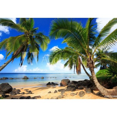 WEBLUX 231731646 Fototapeta papír Palm trees in Kauai Hawaii in the morning Palmy na Kauai na Havaji ráno rozměry 184 x 128 cm – Zboží Mobilmania