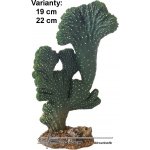 Hobby Kaktus Victoria 2 22 cm – Sleviste.cz
