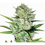 Nirvana Skunk #1 AUTO semena neobsahují THC 5 ks – Zboží Dáma